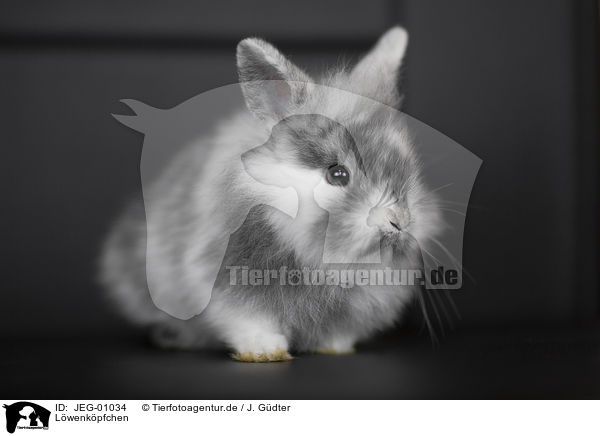 Lwenkpfchen / lion-headed rabbit / JEG-01034