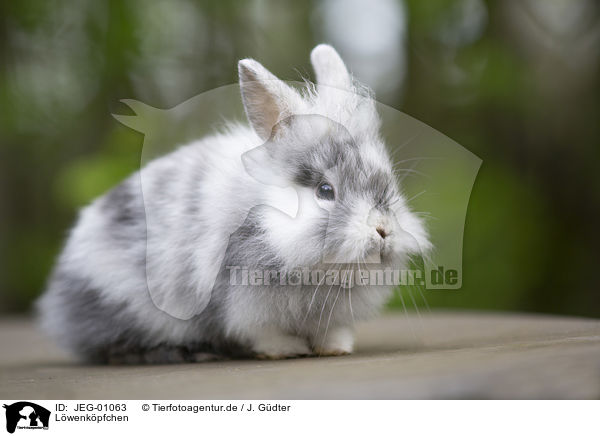 Lwenkpfchen / lion-headed rabbit / JEG-01063