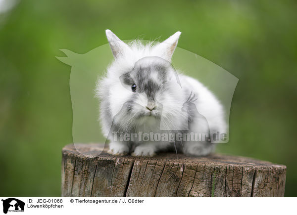 Lwenkpfchen / lion-headed rabbit / JEG-01068