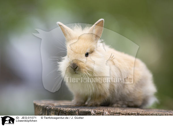 Lwenkpfchen / lion-headed rabbit / JEG-01071