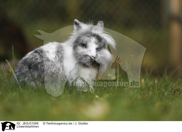 Lwenkpfchen / lion-headed rabbit / JEG-01099