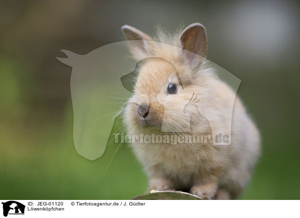 Lwenkpfchen / lion-headed rabbit / JEG-01120