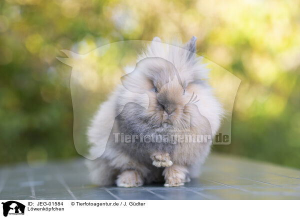 Lwenkpfchen / Lion-headed Rabbit / JEG-01584