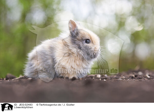 Lwenkpfchen / lion-headed rabbit / JEG-02483