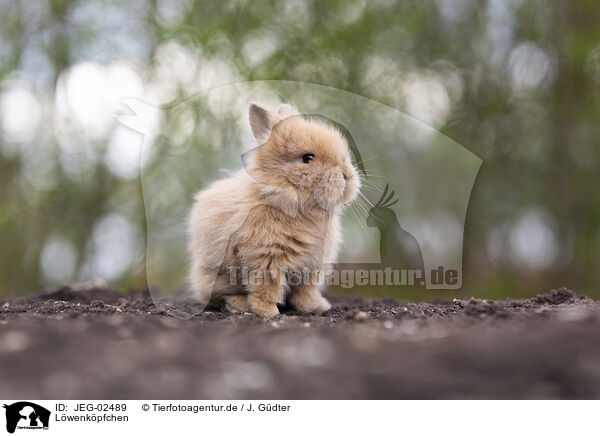 Lwenkpfchen / lion-headed rabbit / JEG-02489