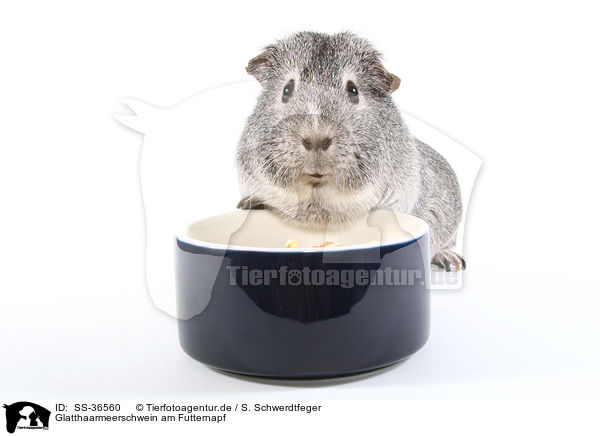 Glatthaarmeerschwein am Futternapf / smooth-haired guinea pig at feeding bowl / SS-36560