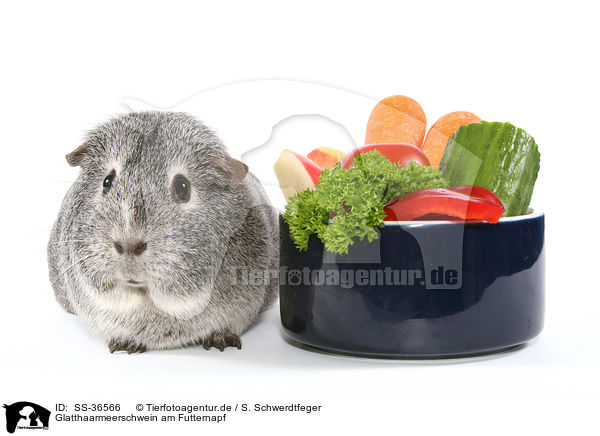 Glatthaarmeerschwein am Futternapf / smooth-haired guinea pig at feeding bowl / SS-36566