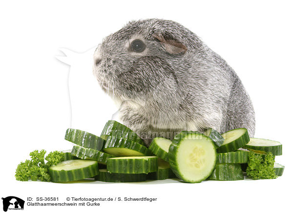 Glatthaarmeerschwein mit Gurke / smooth-haired guinea pig with cucumber / SS-36581