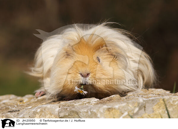 Langhaarmeerschwein / long-haired guinea pig / JH-20950
