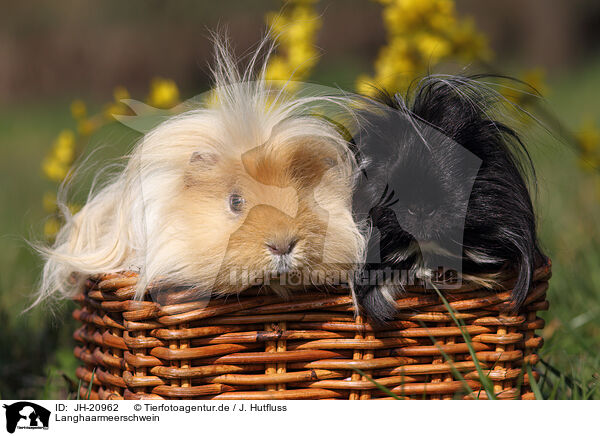 Langhaarmeerschwein / long-haired guinea pig / JH-20962