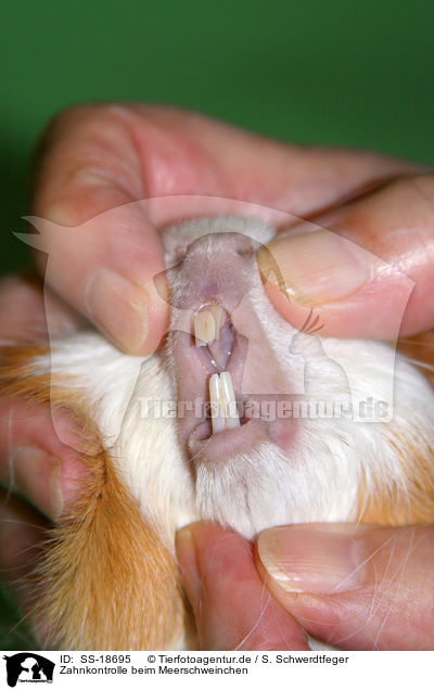 Zahnkontrolle beim Meerschweinchen / teeth control guinea pig / SS-18695