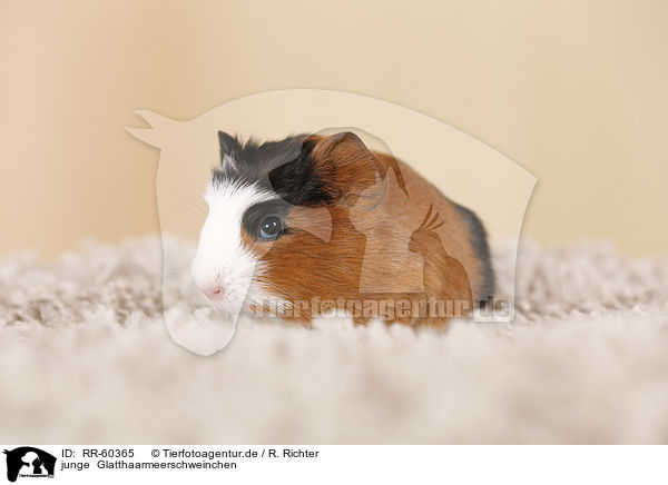 junge  Glatthaarmeerschweinchen / young smooth-haired guinea pigs / RR-60365