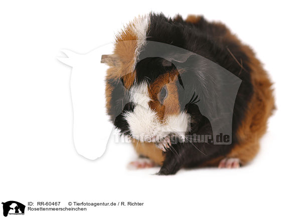 Rosettenmeerscheinchen / Abyssinian guinea pig / RR-60467