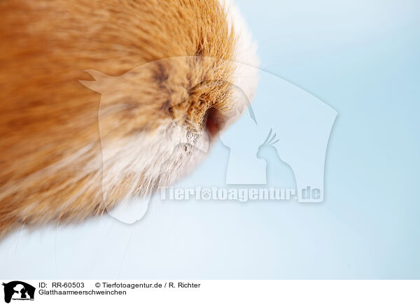 Glatthaarmeerschweinchen / smooth-haired guinea pig / RR-60503