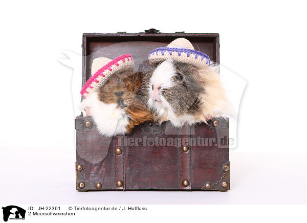 2 Meerschweinchen / 2 guinea pigs / JH-22361