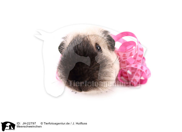 Meerschweinchen / guinea pig / JH-22797
