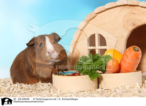Glatthaarmeerschweinchen / Smooth-haired Guinea Pig / SS-46646
