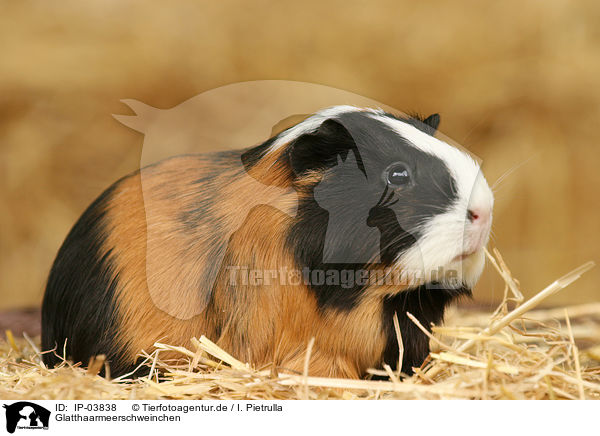 Glatthaarmeerschweinchen / guinea pig / IP-03838