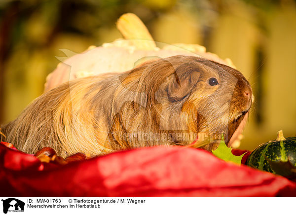 Meerschweinchen im Herbstlaub / guinea pig in autumn foliage / MW-01763