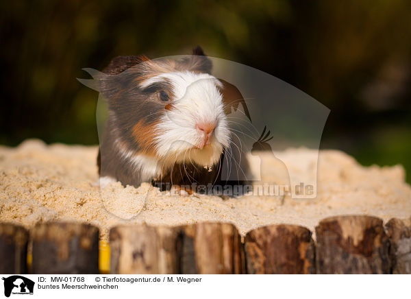 buntes Meerschweinchen / colorful guinea pig / MW-01768