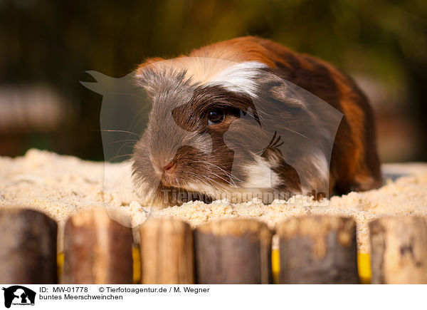 buntes Meerschweinchen / colorful guinea pig / MW-01778