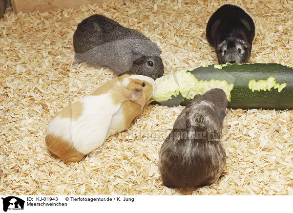 Meerschweinchen / Guinea Pigs / KJ-01943