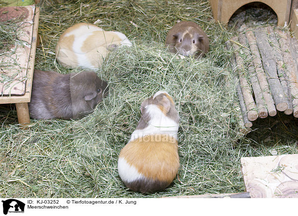 Meerschweinchen / guinea pigs / KJ-03252