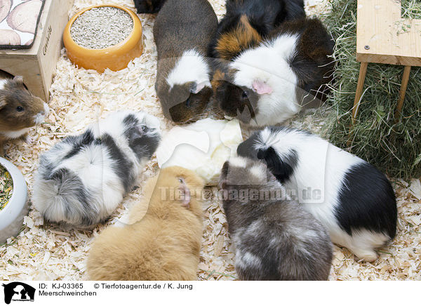 Meerschweinchen / guinea pigs / KJ-03365