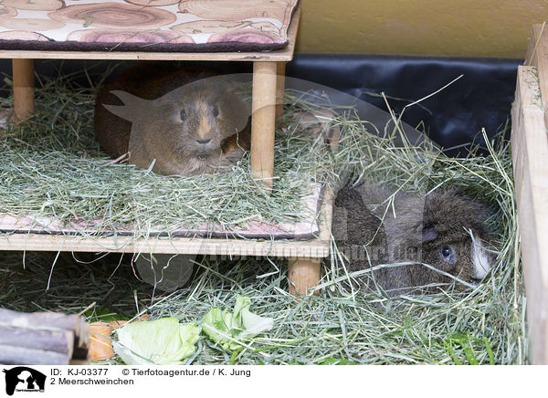 2 Meerschweinchen / 2 guinea pigs / KJ-03377