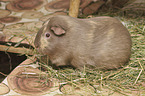Glatthaarmeerschwein