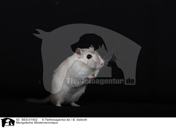 Mongolische Wstenrennmaus / Mongolian Gerbil / BES-01902