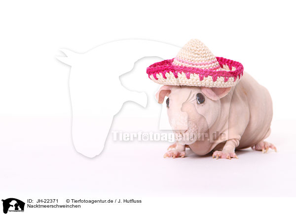 Nacktmeerschweinchen / skinny pig / JH-22371