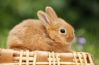 Neuseelnder Kaninchen