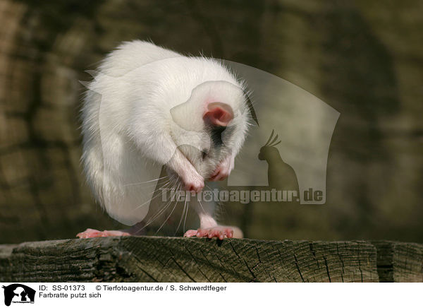 Farbratte putzt sich / rat is cleaning itself / SS-01373