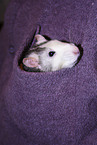 Ratte in Hemdtasche