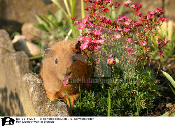 Rex Meerschwein in Blumen / guinea pig in flowers / SS-14294