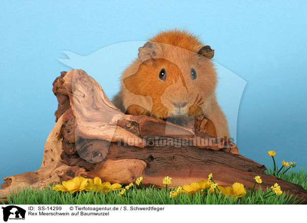 Rex Meerschwein auf Baumwurzel / guinea pig on tree rot / SS-14299