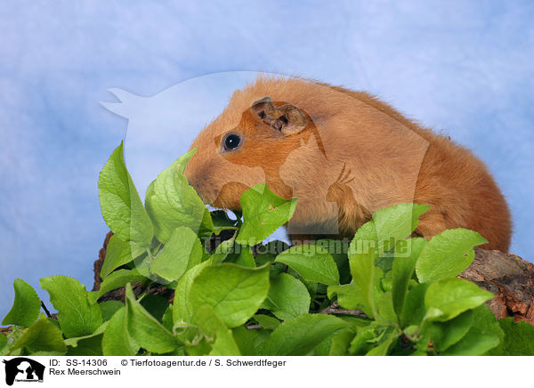 Rex Meerschwein / guinea pig / SS-14306