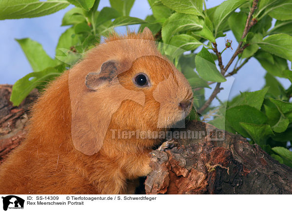 Rex Meerschwein Portrait / guinea pig Portrait / SS-14309