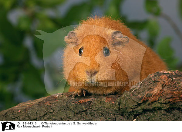 Rex Meerschwein Portrait / guinea pig Portrait / SS-14313