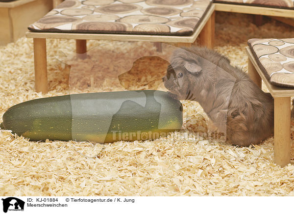 Meerschweinchen / Guinea Pig / KJ-01884