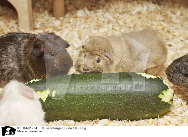 Meerschweinchen / Guinea Pig / KJ-01934