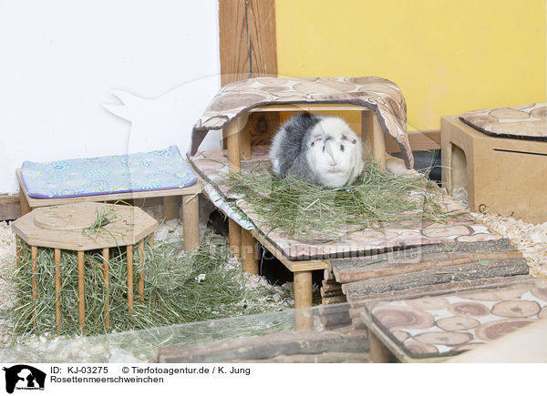 Rosettenmeerschweinchen / Abyssinian guinea pig / KJ-03275