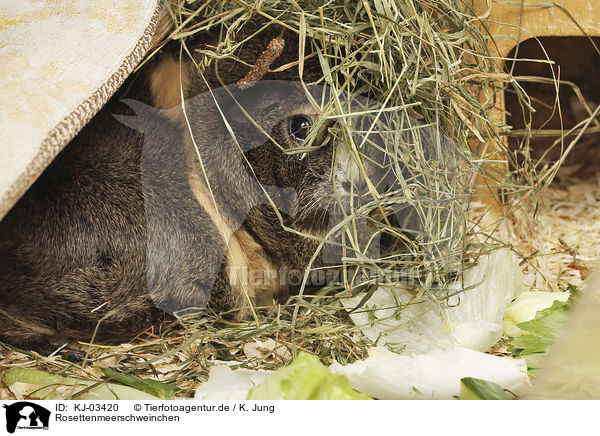 Rosettenmeerschweinchen / Abyssinian guinea pig / KJ-03420