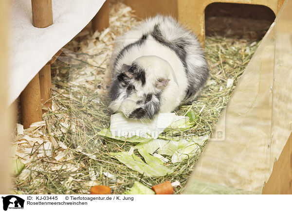 Rosettenmeerschweinchen / Abyssinian guinea pig / KJ-03445
