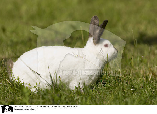 Russenkaninchen / Himalayan rabbit / NS-02355