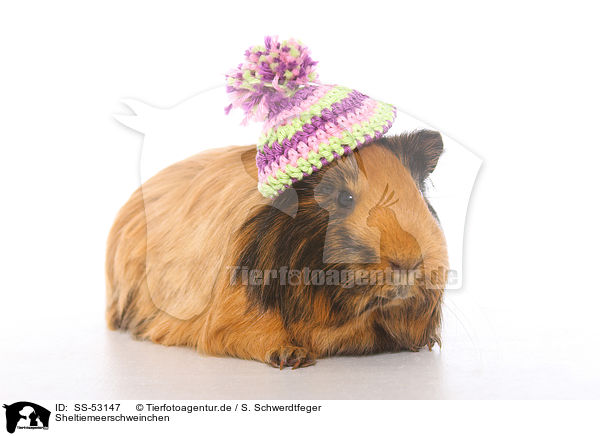 Sheltiemeerschweinchen / Sheltie guinea pig / SS-53147