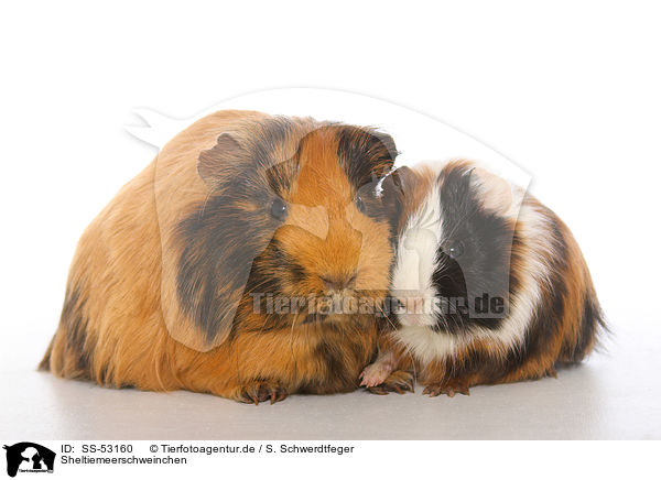 Sheltiemeerschweinchen / Sheltie guinea pig / SS-53160