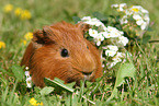 Sheltie Meerschweinchen