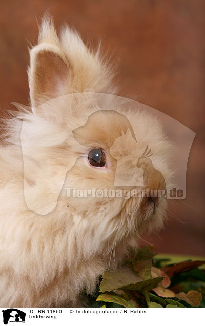 Teddyzwerg / pygmy bunny / RR-11860